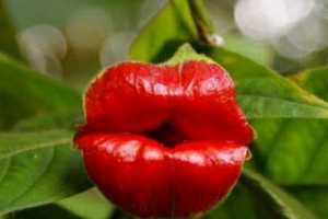 촽Psychotria Elata