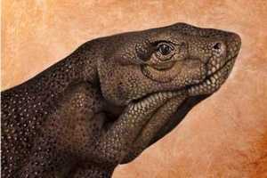 Guido Daniele ֲʻƷѡ